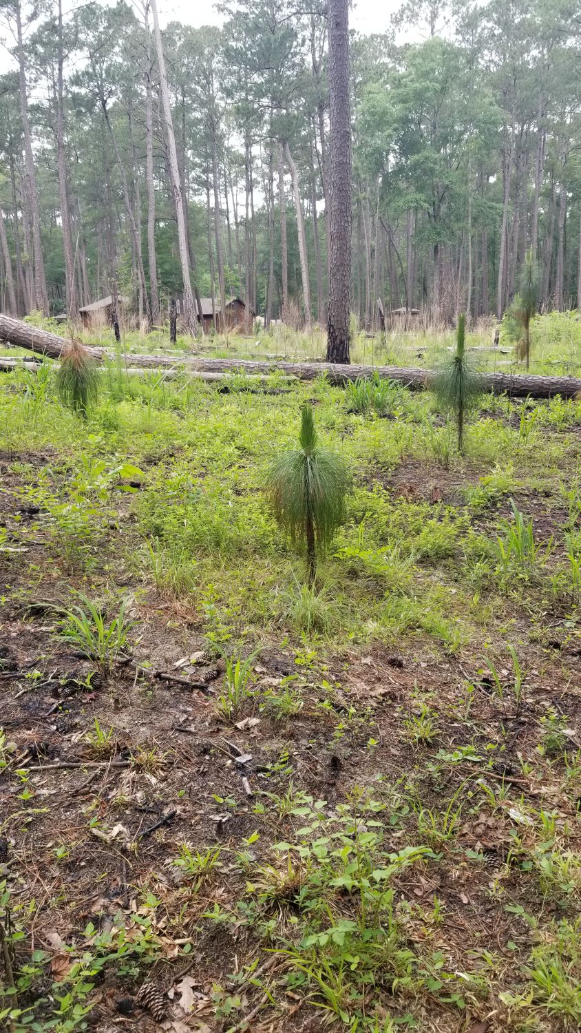 Congaree NP 